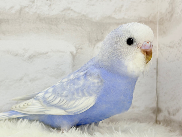 【最新画像更新🪄】バブみ強め🐣🍼童顔フェイス♡セキセイインコ(スパングル) ヒナ 【最新画像更新🪄】バブみ強め🐣🍼童顔フェイス♡セキセイインコ(スパングル) ヒナ