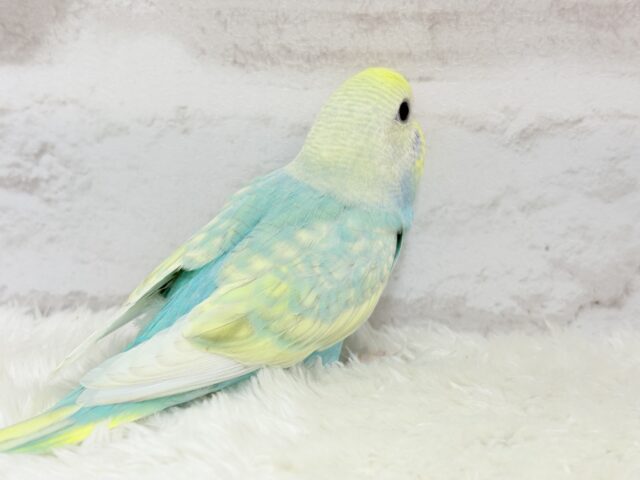 【最新画像更新🪄】しゅわしゅわ🫧メロンソーダ🧃🍈セキセイインコ(パステルカラーレインボー) ヒナ セキセイインコ