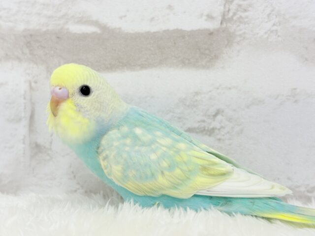 【最新画像更新🪄】しゅわしゅわ🫧メロンソーダ🧃🍈セキセイインコ(パステルカラーレインボー) ヒナ セキセイインコ
