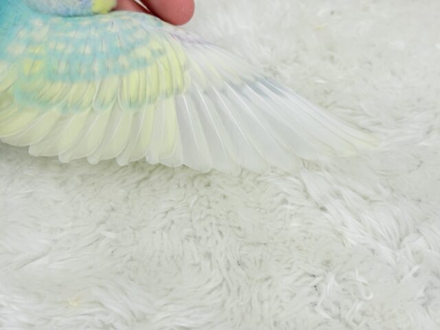 【最新画像更新🪄】しゅわしゅわ🫧メロンソーダ🧃🍈セキセイインコ(パステルカラーレインボー) ヒナ セキセイインコ