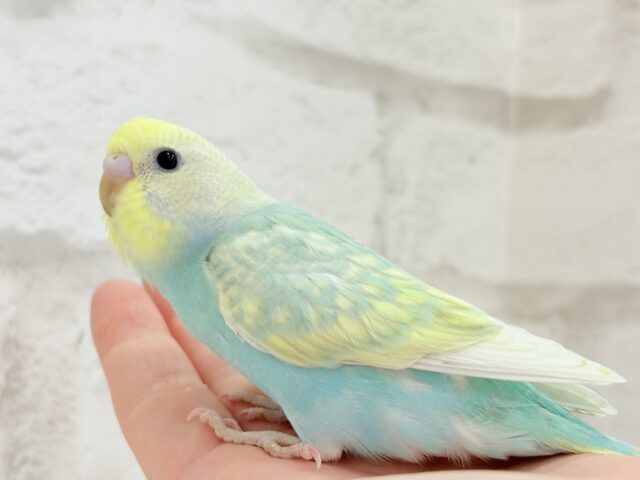 【最新画像更新🪄】しゅわしゅわ🫧メロンソーダ🧃🍈セキセイインコ(パステルカラーレインボー) ヒナ セキセイインコ
