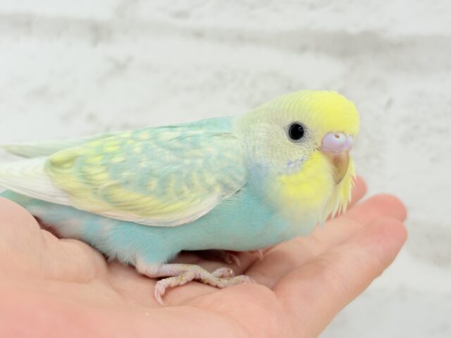 【最新画像更新🪄】しゅわしゅわ🫧メロンソーダ🧃🍈セキセイインコ(パステルカラーレインボー) ヒナ セキセイインコ