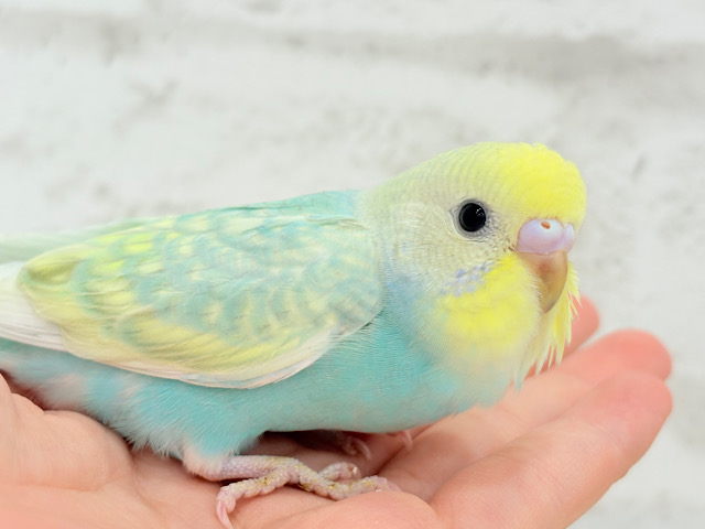 【最新画像更新🪄】しゅわしゅわ🫧メロンソーダ🧃🍈セキセイインコ(パステルカラーレインボー) ヒナ 【最新画像更新🪄】しゅわしゅわ🫧メロンソーダ🧃🍈セキセイインコ(パステルカラーレインボー) ヒナ