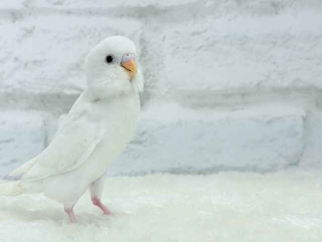 【最新画像更新🪄もうすぐひとり餌☆】キレイな瞳に映る世界は🌎🫧セキセイインコ(アルビノ) ヒナ セキセイインコ