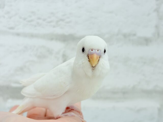 【最新画像更新🪄もうすぐひとり餌☆】キレイな瞳に映る世界は🌎🫧セキセイインコ(アルビノ) ヒナ セキセイインコ