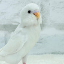 【最新画像更新🪄】キレイな瞳に映る世界は🌎🫧セキセイインコ(アルビノ) ヒナ
