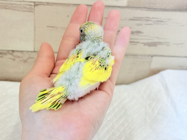セキセイインコ
