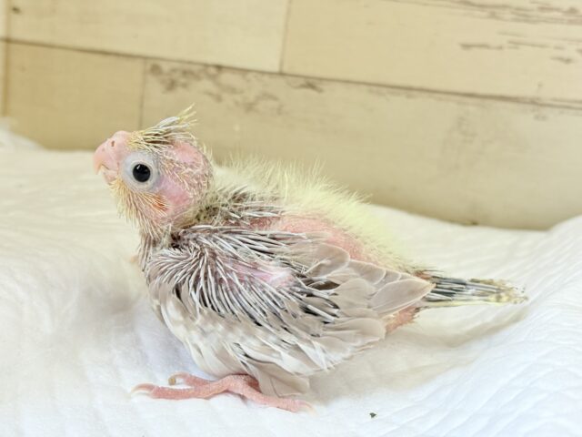 オカメインコ
