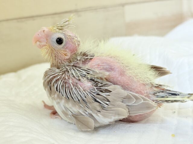 オカメインコ