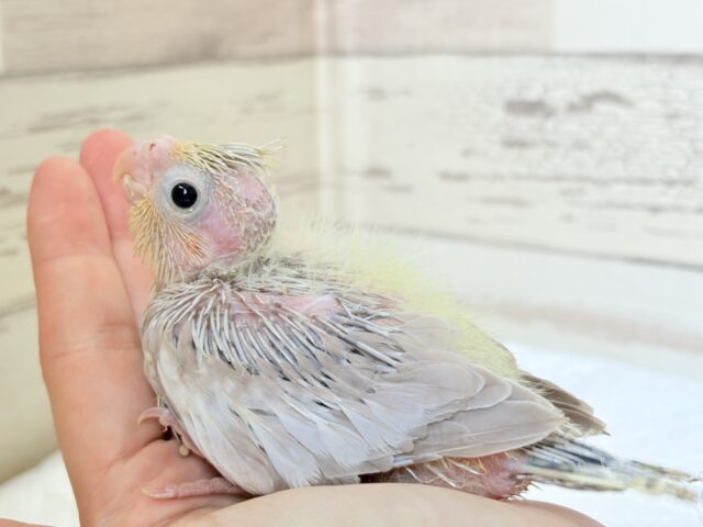 オカメインコ