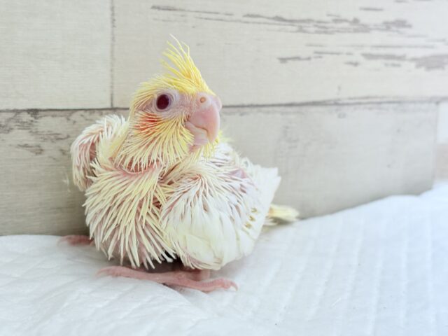オカメインコ