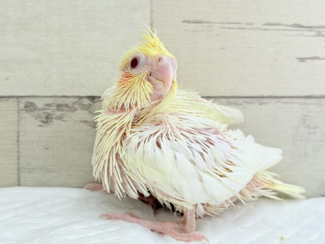 オカメインコ
