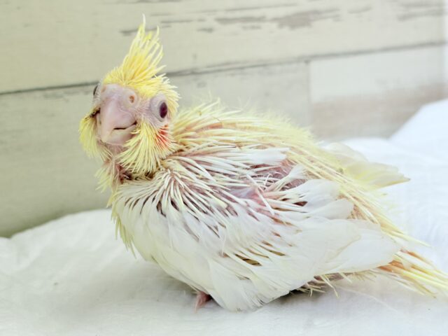 オカメインコ