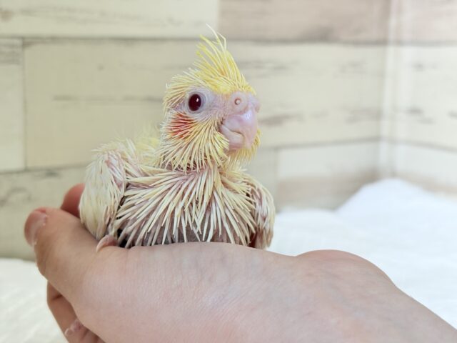 オカメインコ