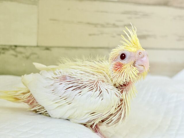 オカメインコ