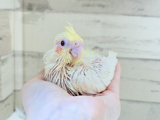 オカメインコ