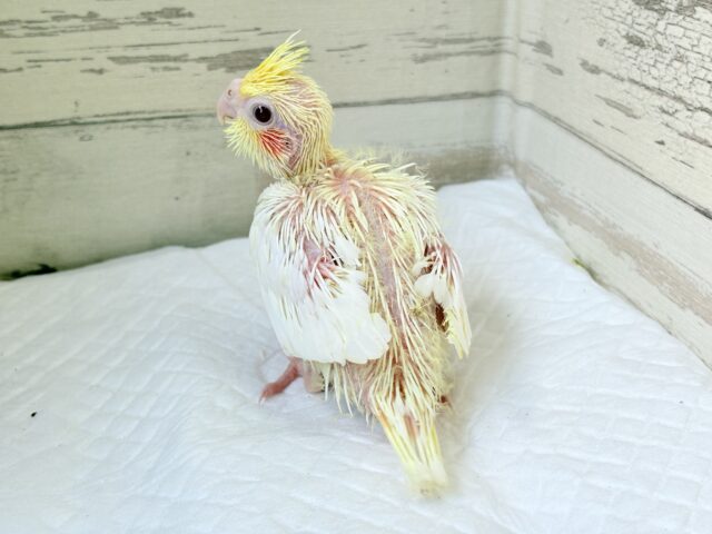 オカメインコ