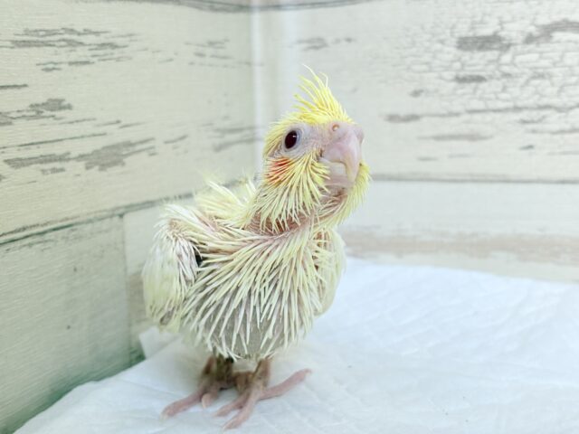 オカメインコ