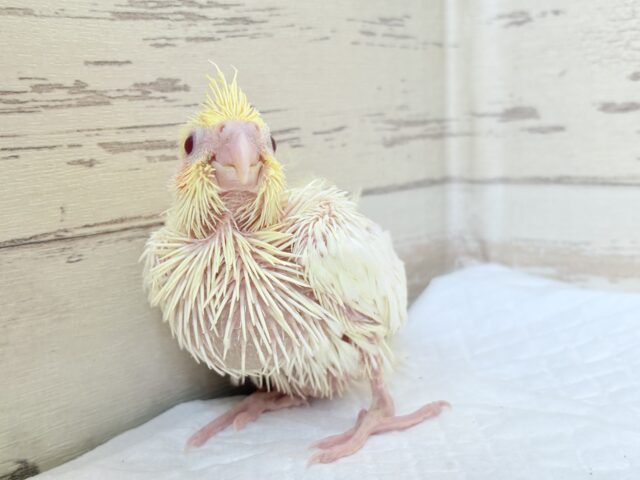 オカメインコ