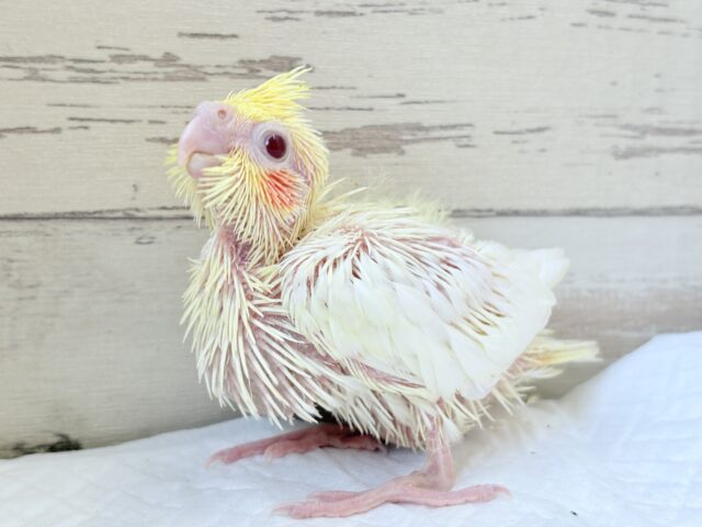 オカメインコ
