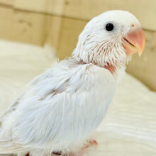 “透明感”って言葉がピッタリ💎.*コザクラインコ(パリドオパーリンブルー) ヒナ
