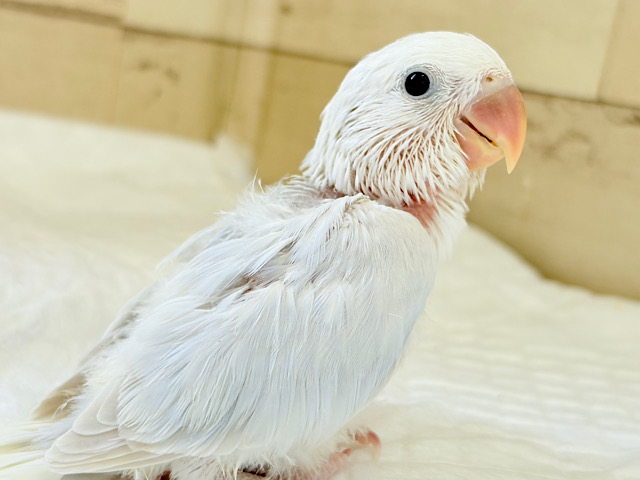 “透明感”って言葉がピッタリ💎.*コザクラインコ(パリドオパーリンブルー) ヒナ