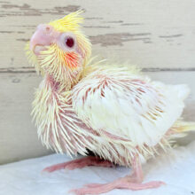 笑顔が得意っ♬ミニミニ怪獣🐣オカメインコ(ルチノー) ヒナ