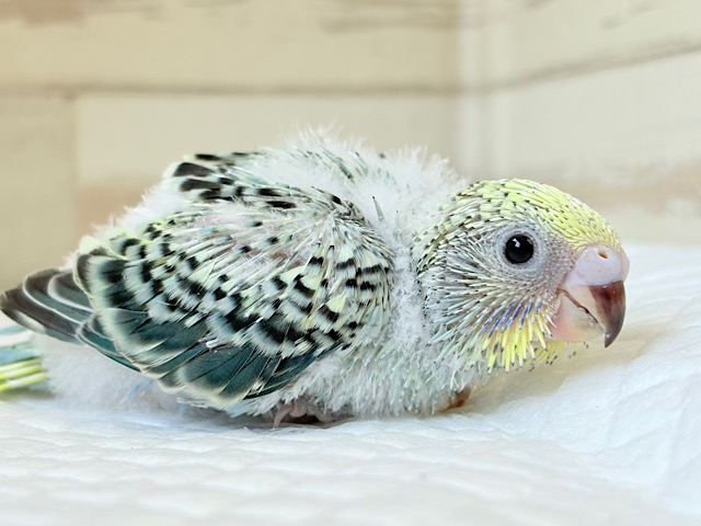 気分は常夏🏖🍹セキセイインコ(レインボー) ヒナ