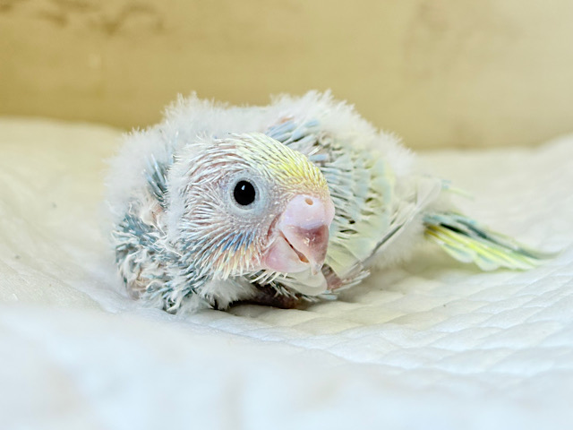ヒナ界のアイドル🐣🪇セキセイインコ(パステルレインボー) ヒナ