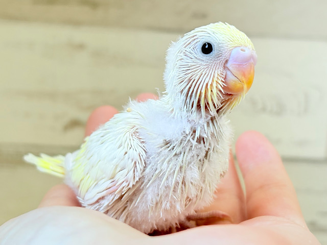ふわほわ🫧クリーミー💛セキセイインコ(クリーム) ヒナ