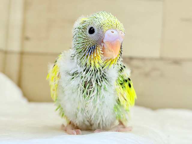お花畑にやってきた♬*°セキセイインコ(パイド) ヒナ