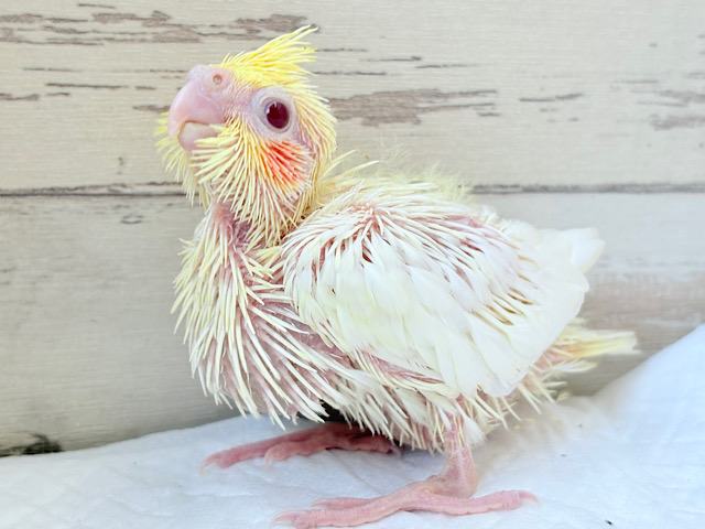 笑顔が得意っ♬ミニミニ怪獣🐣オカメインコ(ルチノー) ヒナ