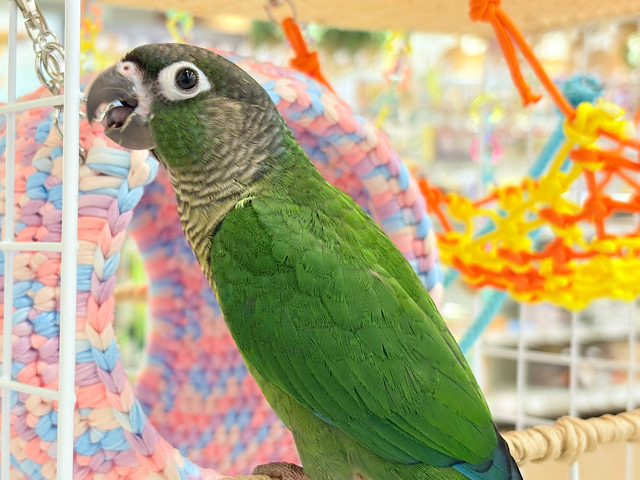 【最新画像更新🪄】可愛すぎてる…♥ウロコインコ(ノーマル) 【最新画像更新🪄】可愛すぎてる…♥ウロコインコ(ノーマル)