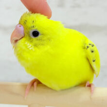 【最新画像更新🪄もうすぐひとり餌‪☆】かまってアピールで猪突猛・進・🐗💛元気っ子‪☆セキセイインコ(ハルクイン) ヒナ