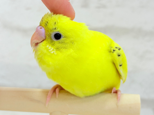 【最新画像更新🪄もうすぐひとり餌‪☆】かまってアピールで猪突猛・進・🐗💛元気っ子‪☆セキセイインコ(ハルクイン) ヒナ