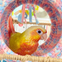 【動画更新🪄ひとり餌‪になりました☆】ちょっと早めのトロピカル🍉🍊🍋ウロコインコ(サンチーク) ヒナ