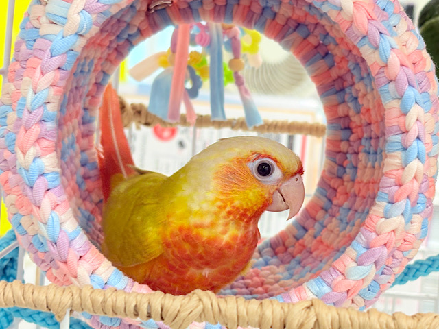 【最新画像更新🪄ひとり餌‪になりました☆】ちょっと早めのトロピカル🍉🍊🍋ウロコインコ(サンチーク) ヒナ