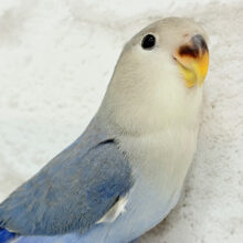 控えめペンギン参上🐧🌎コザクラインコ(バイオレット) ヒナ