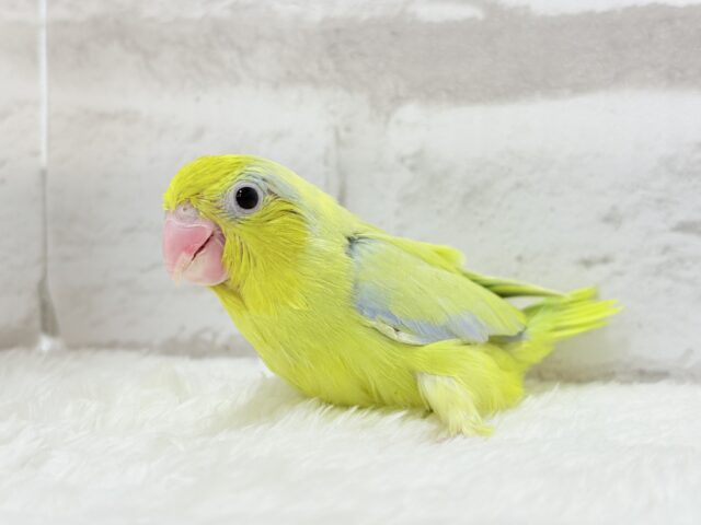 マメルリハ