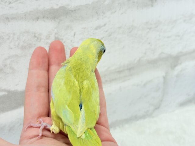 マメルリハ