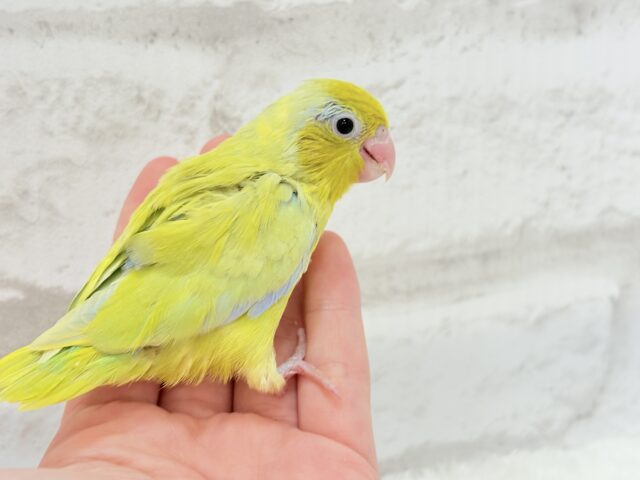 マメルリハ