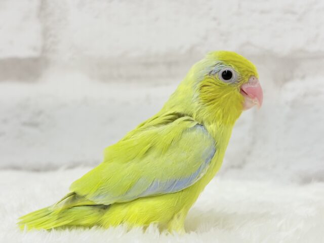 マメルリハ