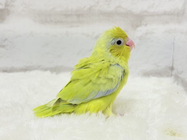 マメルリハ