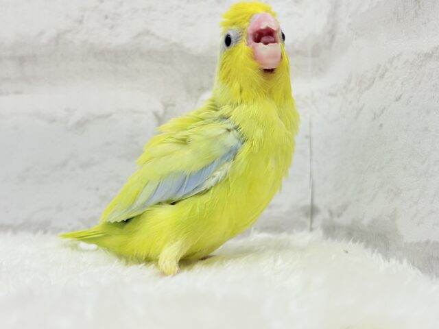 マメルリハ