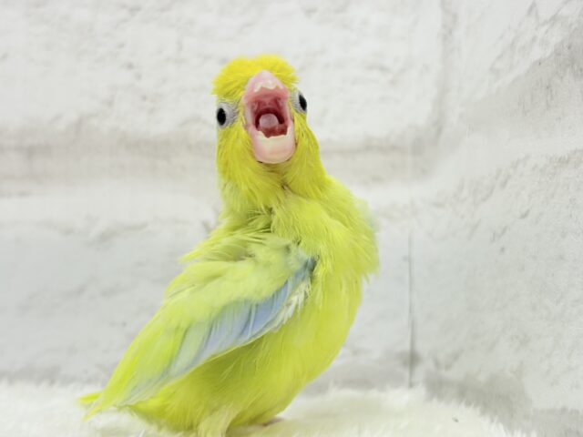 マメルリハ