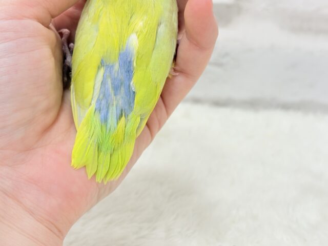 マメルリハ