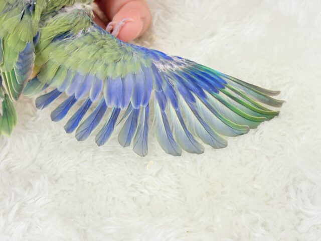 【最新画像更新🪄】僕にしかないトレードマーク🐣💚マメルリハ(パイド)男の子 ヒナ マメルリハ