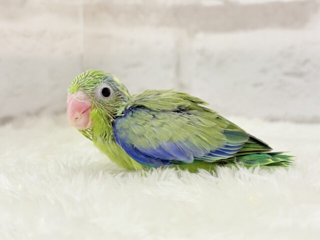 【最新画像更新🪄】僕にしかないトレードマーク🐣💚マメルリハ(パイド)男の子 ヒナ マメルリハ