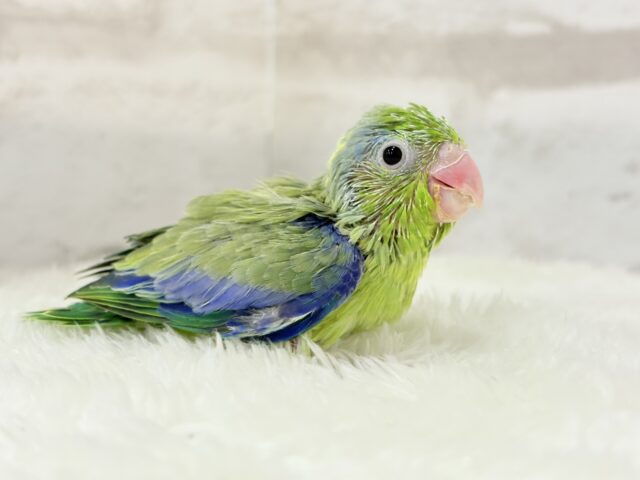 【最新画像更新🪄】僕にしかないトレードマーク🐣💚マメルリハ(パイド)男の子 ヒナ マメルリハ