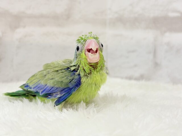 【最新画像更新🪄】僕にしかないトレードマーク🐣💚マメルリハ(パイド)男の子 ヒナ マメルリハ